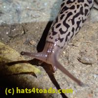 /home//u458753944/public_html/sourcegallery////Insects and small critters/slugs snails leaches (Gastropoda and Annelida)/P6220177.JPG